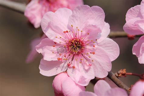 桃花開